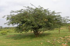 Albizia amara